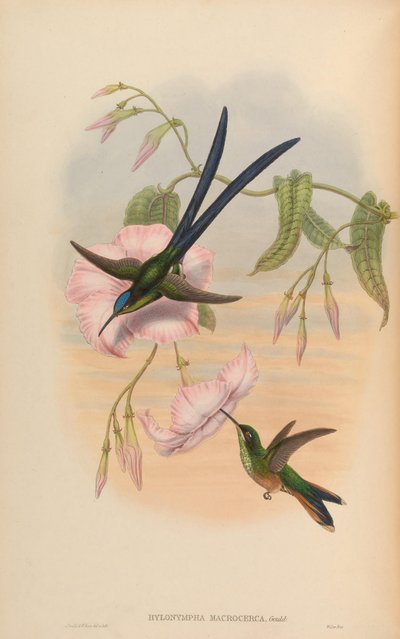 Hylonympha macrocerca by John Gould